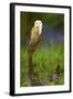 Barn Owl Sitting on a Log with Bluebells in the Background-Keith Bowser-Framed Photographic Print