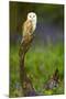 Barn Owl Sitting on a Log with Bluebells in the Background-Keith Bowser-Mounted Photographic Print