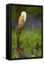 Barn Owl Sitting on a Log with Bluebells in the Background-Keith Bowser-Framed Stretched Canvas