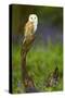 Barn Owl Sitting on a Log with Bluebells in the Background-Keith Bowser-Stretched Canvas