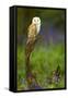 Barn Owl Sitting on a Log with Bluebells in the Background-Keith Bowser-Framed Stretched Canvas