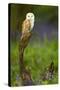 Barn Owl Sitting on a Log with Bluebells in the Background-Keith Bowser-Stretched Canvas