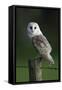 Barn Owl Sitting on Post-null-Framed Stretched Canvas