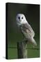 Barn Owl Sitting on Post-null-Stretched Canvas