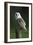 Barn Owl Sitting on Post-null-Framed Photographic Print