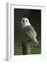 Barn Owl Sitting on Post-null-Framed Photographic Print