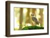 Barn Owl Standing on the Moss-Stanislav Duben-Framed Photographic Print