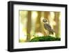 Barn Owl Standing on the Moss-Stanislav Duben-Framed Photographic Print