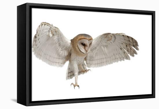 Barn Owl, Tyto Alba, 4 Months Old, Flying against White Background-Life on White-Framed Stretched Canvas