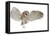 Barn Owl, Tyto Alba, 4 Months Old, Flying against White Background-Life on White-Framed Stretched Canvas