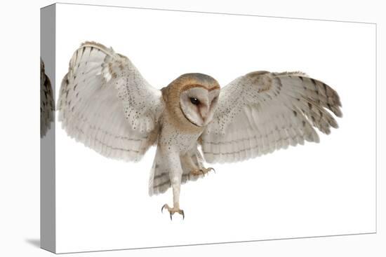 Barn Owl, Tyto Alba, 4 Months Old, Flying against White Background-Life on White-Stretched Canvas