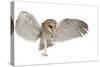 Barn Owl, Tyto Alba, 4 Months Old, Flying against White Background-Life on White-Stretched Canvas