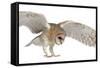 Barn Owl, Tyto Alba, 4 Months Old, Flying against White Background-Life on White-Framed Stretched Canvas