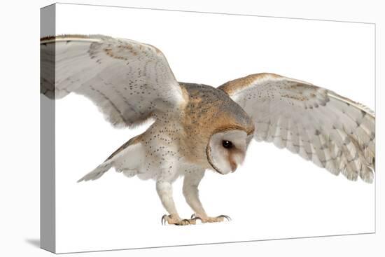 Barn Owl, Tyto Alba, 4 Months Old, Flying against White Background-Life on White-Stretched Canvas