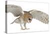 Barn Owl, Tyto Alba, 4 Months Old, Flying against White Background-Life on White-Stretched Canvas