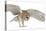 Barn Owl, Tyto Alba, 4 Months Old, Flying against White Background-Life on White-Stretched Canvas