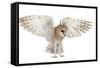 Barn Owl, Tyto Alba, 4 Months Old, Flying against White Background-Life on White-Framed Stretched Canvas