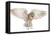 Barn Owl, Tyto Alba, 4 Months Old, Flying against White Background-Life on White-Framed Stretched Canvas