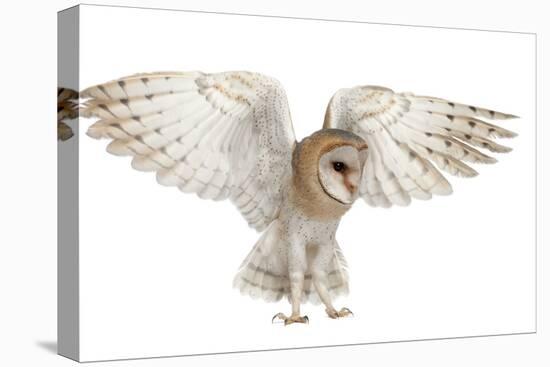 Barn Owl, Tyto Alba, 4 Months Old, Flying against White Background-Life on White-Stretched Canvas