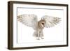 Barn Owl, Tyto Alba, 4 Months Old, Flying against White Background-Life on White-Framed Premium Photographic Print