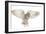 Barn Owl, Tyto Alba, 4 Months Old, Flying against White Background-Life on White-Framed Premium Photographic Print