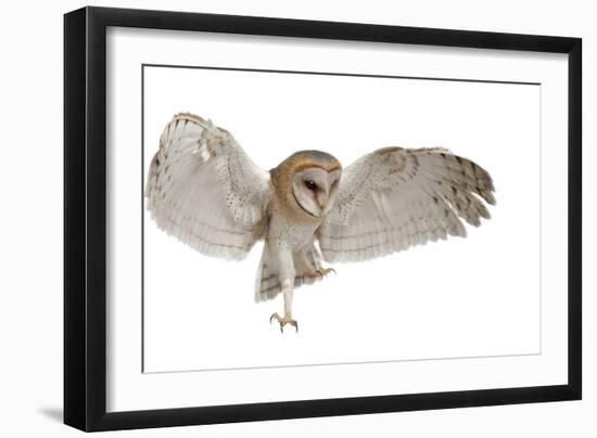 Barn Owl, Tyto Alba, 4 Months Old, Flying against White Background-Life on White-Framed Photographic Print