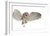 Barn Owl, Tyto Alba, 4 Months Old, Flying against White Background-Life on White-Framed Photographic Print