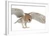 Barn Owl, Tyto Alba, 4 Months Old, Flying against White Background-Life on White-Framed Photographic Print