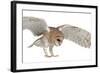 Barn Owl, Tyto Alba, 4 Months Old, Flying against White Background-Life on White-Framed Photographic Print