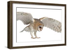 Barn Owl, Tyto Alba, 4 Months Old, Flying against White Background-Life on White-Framed Photographic Print