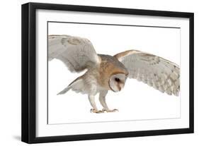 Barn Owl, Tyto Alba, 4 Months Old, Flying against White Background-Life on White-Framed Photographic Print