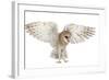 Barn Owl, Tyto Alba, 4 Months Old, Flying against White Background-Life on White-Framed Photographic Print