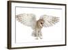 Barn Owl, Tyto Alba, 4 Months Old, Flying against White Background-Life on White-Framed Photographic Print