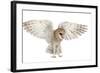 Barn Owl, Tyto Alba, 4 Months Old, Flying against White Background-Life on White-Framed Photographic Print