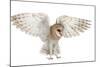 Barn Owl, Tyto Alba, 4 Months Old, Flying against White Background-Life on White-Mounted Photographic Print