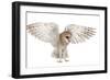 Barn Owl, Tyto Alba, 4 Months Old, Flying against White Background-Life on White-Framed Photographic Print