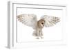 Barn Owl, Tyto Alba, 4 Months Old, Flying against White Background-Life on White-Framed Photographic Print