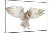 Barn Owl, Tyto Alba, 4 Months Old, Flying against White Background-Life on White-Mounted Photographic Print