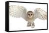 Barn Owl, Tyto Alba, 4 Months Old, Portrait Flying against White Background-Life on White-Framed Stretched Canvas