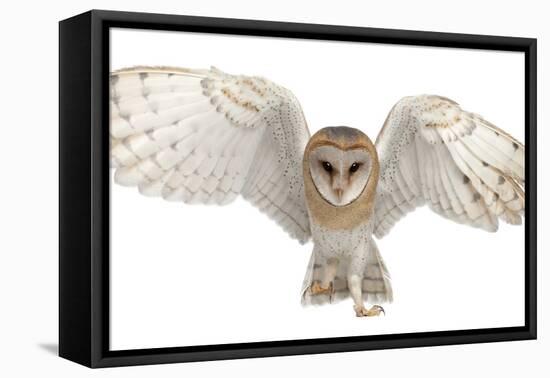 Barn Owl, Tyto Alba, 4 Months Old, Portrait Flying against White Background-Life on White-Framed Stretched Canvas