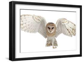 Barn Owl, Tyto Alba, 4 Months Old, Portrait Flying against White Background-Life on White-Framed Premium Photographic Print