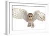 Barn Owl, Tyto Alba, 4 Months Old, Portrait Flying against White Background-Life on White-Framed Premium Photographic Print