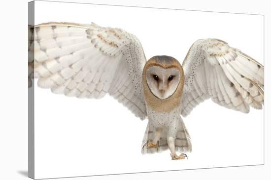 Barn Owl, Tyto Alba, 4 Months Old, Portrait Flying against White Background-Life on White-Stretched Canvas