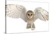 Barn Owl, Tyto Alba, 4 Months Old, Portrait Flying against White Background-Life on White-Stretched Canvas