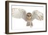 Barn Owl, Tyto Alba, 4 Months Old, Portrait Flying against White Background-Life on White-Framed Photographic Print