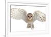 Barn Owl, Tyto Alba, 4 Months Old, Portrait Flying against White Background-Life on White-Framed Photographic Print