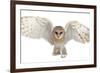 Barn Owl, Tyto Alba, 4 Months Old, Portrait Flying against White Background-Life on White-Framed Photographic Print