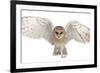 Barn Owl, Tyto Alba, 4 Months Old, Portrait Flying against White Background-Life on White-Framed Photographic Print