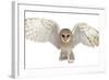 Barn Owl, Tyto Alba, 4 Months Old, Portrait Flying against White Background-Life on White-Framed Photographic Print