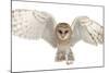 Barn Owl, Tyto Alba, 4 Months Old, Portrait Flying against White Background-Life on White-Mounted Photographic Print